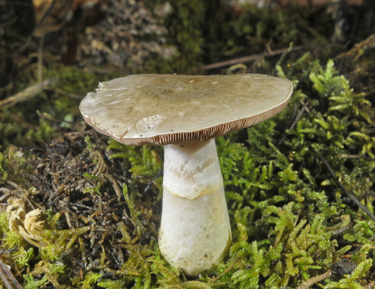 Agaricus bresadolanus